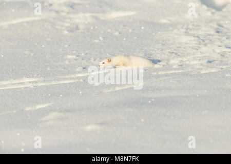 Mindestens Wiesel Mustela nivalis, Erwachsener, die sich durch Schnee, Pikla Linnumaja, Estland im Februar Stockfoto