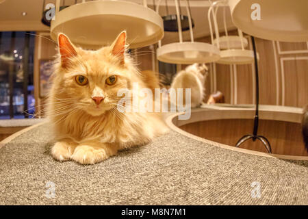 Tokyo, Japan - 17. April 2017: In der Nähe von Türkisch Angora Katze im Cat Cafe Mokka sitzen in Shibuya entfernt. Die Japaner, die zu der Cat Cafe gehen, nimmt Angst und Stress. Stockfoto