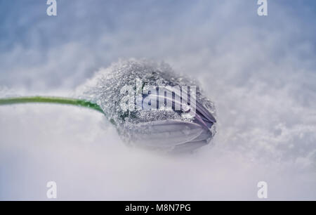 Winzige Eiskristalle auf einer Blume im späten Winter schnee Stockfoto