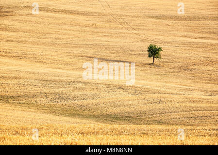 Einzelnen Baum in der Mitte von einem Weizenfeld im Sommer, Landschaft der Toskana, Italien Stockfoto