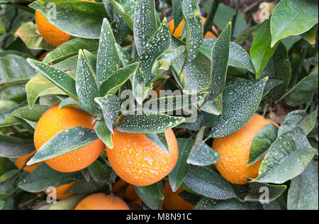 Landwirtschaftliches fungizid behandelt Cutter nucellar Valencia Orange Orchard 'Citrus sinensis". Fungizid/Schädlingsbekämpfungsmittelrückstand Schutz, Kalifornien. Stockfoto