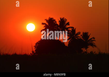 Silhouette Szene mit Palmen bei Sonnenuntergang Stockfoto