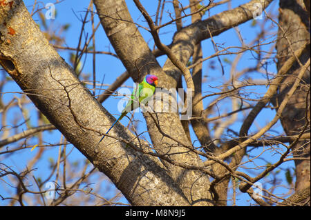 Pflaume-headed Parakeet, Psittacula cyanocephalaon Zweig eines Baumes an Sagareshwar Wildlife Sanctuary, Sangli, Maharashtra, Indien Stockfoto