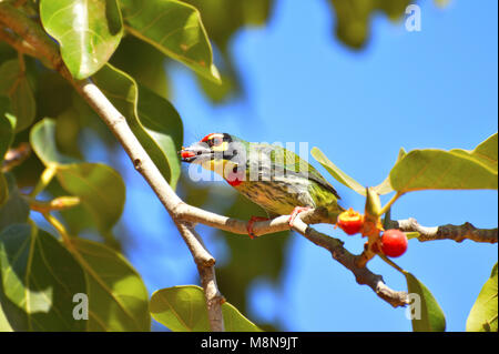 Schmied, Barbet, Psilopogon haemacephalus auf einem Zweig am Sagareshwar Wildlife Sanctuary, Sangli, Maharashtra, Indien Stockfoto