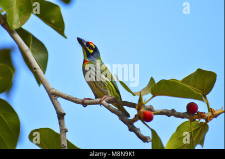 Schmied, Barbet, Psilopogon haemacephaluson eine Filiale im Sagareshwar Wildlife Sanctuary, Sangli, Maharashtra, Indien Stockfoto