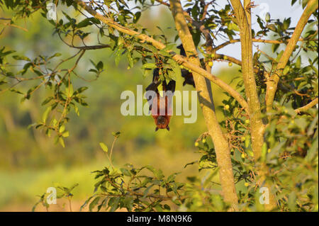 Indische Flying Fox, Pteropus giganteus kopfüber an einem Baum in der Nähe von Sangli, Maharashtra, Indien hängen Stockfoto