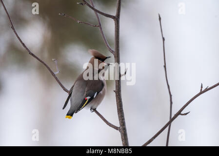 Waxwings auf einem Ast mit offenem Schnabel Stockfoto