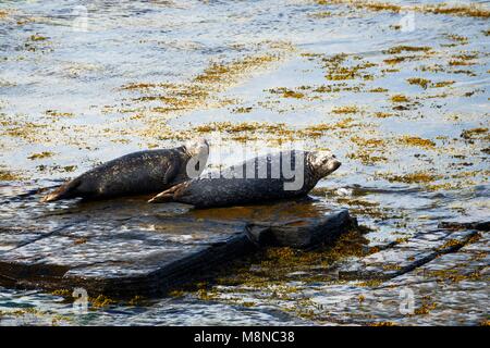 Kegelrobbe Halichoerus grypus Dichtungen am Ufer des Rousay Eynhallow Sound, Orkney, Orkney Inseln, Schottland, Großbritannien. Erwachsene auf Fels. Anfang Sommer Stockfoto