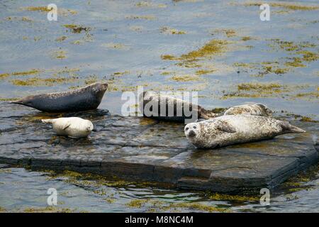 Kegelrobbe Halichoerus grypus Dichtungen am Ufer des Rousay Eynhallow Sound, Orkney, Orkney Inseln, Schottland, Großbritannien. Erwachsene und Pup auf Fels. Anfang Sommer Stockfoto