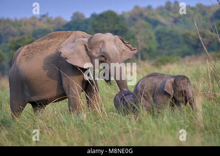 Wilde Elefanten mit Jungen in Dhikala Grünland, Jim Corbett Wald, Indien. (Elephas maximus indicus) Stockfoto