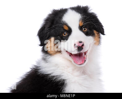 Reinrassige Australian Shepherd Welpe, 2 Monate alt mit Kamera - Nahaufnahme Porträt. Schwarz, dreifarbig Aussie Hund, auf weißem Hintergrund. Stockfoto
