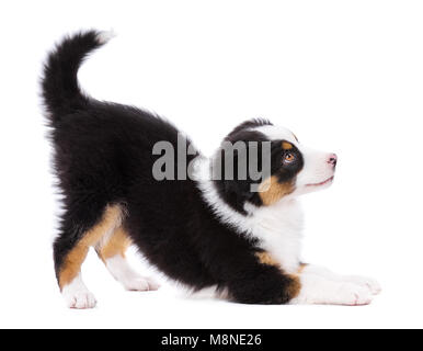 Verspielt reinrassige Australian Shepherd Welpe, 2 Monate alt weg schauen. Gerne schwarz, dreifarbig Aussie Hund, auf weißem Hintergrund. Stockfoto