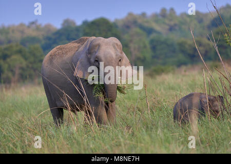 Wilde Elefanten mit Jungen in Dhikala Grünland, Jim Corbett Wald, Indien. (Elephas maximus indicus) Stockfoto