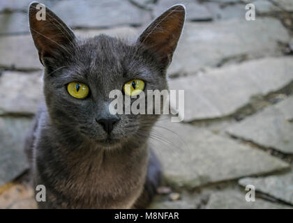 Porträt eines gelben Augen, graue Katze, Blick in die Kamera. Graue Kätzchen saß auf dem Garten Stein weg, Nahaufnahme. Stockfoto