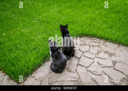 Zwei neugierige Katzen nebeneinander sitzen. Schwarz und ein schwarz-weiß gefleckte Katze sitzt in der Nähe auf dem Garten Stein weg, grünes Gras Hintergrund. Stockfoto