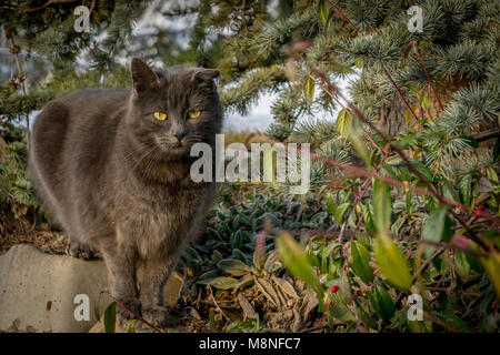 Graue Katze im Garten. Gelb gemustert grau Kitten im Garten neben Pflanzen und Kiefer. Stockfoto