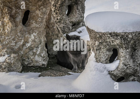 Gelbe Augen, graue Katze in den verschneiten Garten, winter Thema. Graue Kätzchen saß auf dem verschneiten Garten Stein weg, mit Blick in die Kamera. Stockfoto