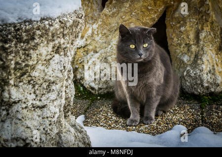 Gelbe Augen, graue Katze in den verschneiten Garten, winter Thema. Graue Kätzchen saß auf dem verschneiten Garten Stein weg, weg suchen. Stockfoto