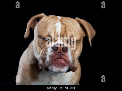 Eine junge englische Bulldogge sitzen mit geschlossenen Augen, dunkler Hintergrund Stockfoto