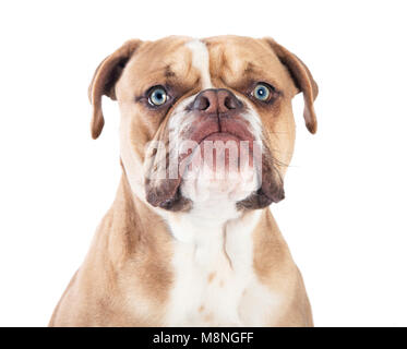 Eine junge englische Bulldogge von vorne, weißer Hintergrund Stockfoto