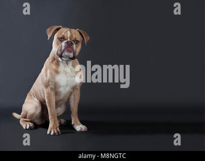 Eine junge englische Bulldogge von vorne, dunklen Hintergrund Stockfoto