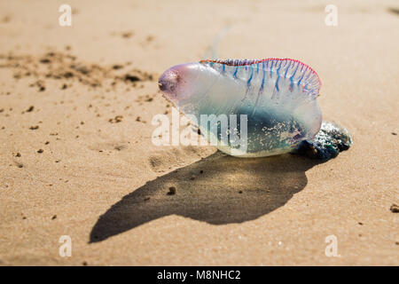 Portugiesische Yacht, Quallen. Physalia physalis Stockfoto