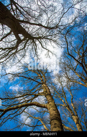 Äste ohne Blätter in wintertijd aus verschiedenen Bäume gegen den blauen Himmel von unten Stockfoto