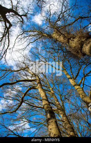 Äste ohne Blätter in wintertijd aus verschiedenen Bäume gegen den blauen Himmel von unten Stockfoto