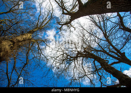 Äste ohne Blätter in wintertijd aus verschiedenen Bäume gegen den blauen Himmel von unten Stockfoto