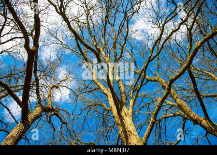 Äste ohne Blätter in wintertijd aus verschiedenen Bäume gegen den blauen Himmel von unten Stockfoto