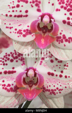 Paar rosa und weißen Orchideen im Chicago Botanic Garden, 1000 Lake Cook Road in Glencoe, Illinois am 17. März 2018 Stockfoto