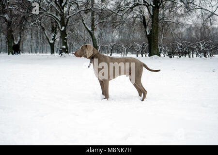 Weimaraner Hund im Schnee Stockfoto