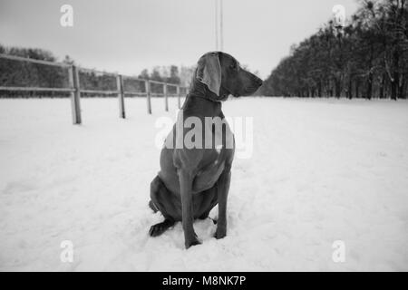 Weimaraner Hund sitzen auf dem winterwald der Winter Straße Stockfoto