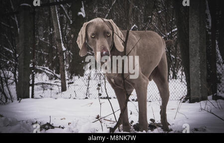 Wandern Hund im Wald Stockfoto