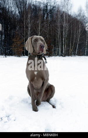 Weimaraner Hund sitzen auf den Winter Forest Stockfoto