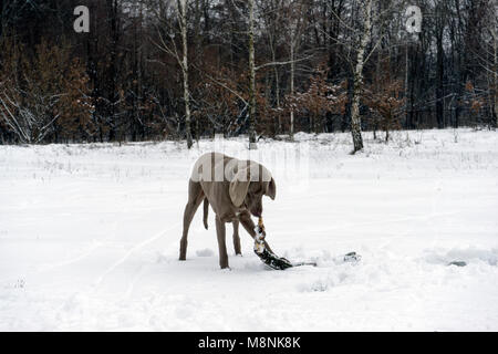 Happy weimaraner Hund läuft mit einem Stock in den Mund Stockfoto