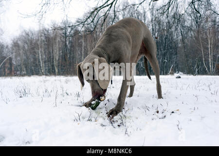 Silber weimaraner reinrassig Rüde weimaraner Hund zur Festlegung, Frontkamera, kauen Holzstab, im Winter Wald Hintergrund Stockfoto