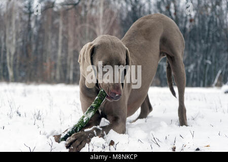 Grau weimaraner Hund zur Festlegung, Frontkamera, kauen Holzstab, im Winter Wald Hintergrund Stockfoto