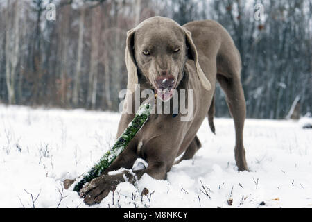 Grau weimaraner Hund zur Festlegung, Frontkamera, kauen Holzstab, im Winter Wald Hintergrund Stockfoto