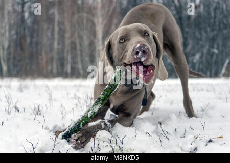 Grau weimaraner Hund zur Festlegung, Frontkamera, kauen Holzstab, im Winter Wald Hintergrund Stockfoto