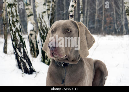 Schöne weimaraner Hund im Schnee im Winter. Großer Hund Kreuzungen für die Jagd. Weimaraner ist ein universell einsetzbarer Jagdhund Stockfoto