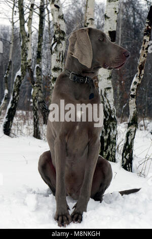 Weimaraner Hund im Winter Wald Stockfoto