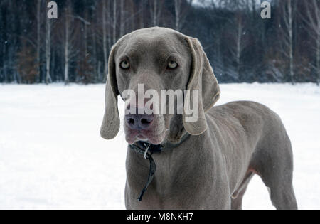 Schöne weimaraner Hund im Schnee im Winter. Großer Hund Kreuzungen für die Jagd. Weimaraner ist ein universell einsetzbarer Jagdhund Stockfoto