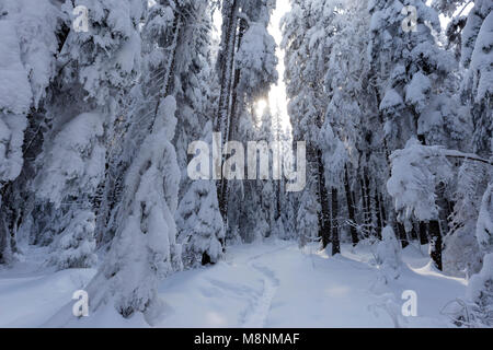 Pfad im Wald Witz viel Schnee im Winter Stockfoto