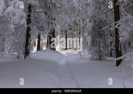 Pfad im Wald Witz viel Schnee im Winter Stockfoto