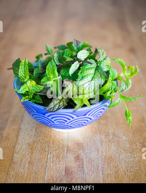 Eine Schale mit frisch geernteten Blätter Pfefferminze (Mentha × Piperita) Stockfoto