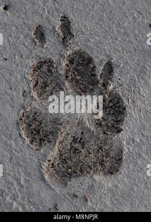 Die Pfotenabdrücke des inländischen Hund, in Beton erhalten. Stockfoto