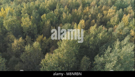 Antenne fliegen über sonnige Herbst Wald, weite Foto Stockfoto