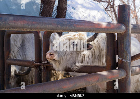 Weiße Yak im Zoo der chinesischen Stadt Yanjixi, Provinz Jilin Stockfoto