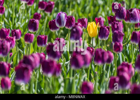 Eine einzelne gelbe Tulpe steht in einem Feld von lila Tulpen in voller Blüte. Der Kontrast der Farbe macht die gelbe Tulpe stand out gegen die Lila Stockfoto